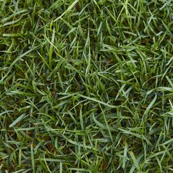 TruGreen Lawn Care
