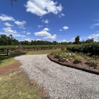 Abshier Blueberry Farm - Gorgeous day for picking blueberries! - CSA Near Me - Belleview, Florida Abshier Blueberry Farm - Gorgeous day for picking blueberries! - CSA Near Me - Belleview, Florida
