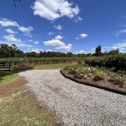 Abshier Blueberry Farm - Gorgeous day for picking blueberries!