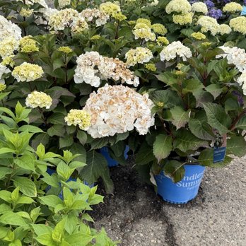 1. Plant Place