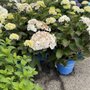 Plant Place