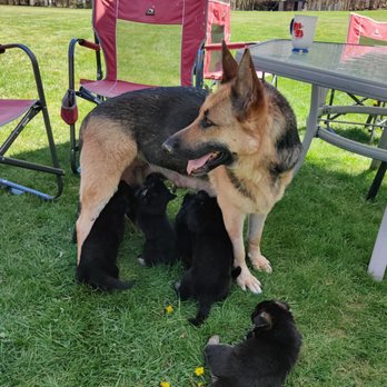 GraceLand German Shepherd Dogs - Welcome To GraceLand Farm German Shepherd Puppy Breeder - Pet Breeders Near Me - Cochecton, New York GraceLand German Shepherd Dogs - Welcome To GraceLand Farm German Shepherd Puppy Breeder - Pet Breeders Near Me - Cochecton, New York