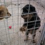 Photo of Canile