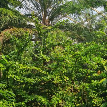 Gondwanaland - Botanical Gardens Near Me - Leipzig, SN