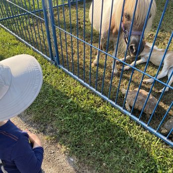 Johnson County Fair - "Petting zoo" area with tortoises, camels, emu, goats and more - Amusement Parks Near Me - Franklin, Indiana Johnson County Fair - "Petting zoo" area with tortoises, camels, emu, goats and more - Amusement Parks Near Me - Franklin, Indiana
