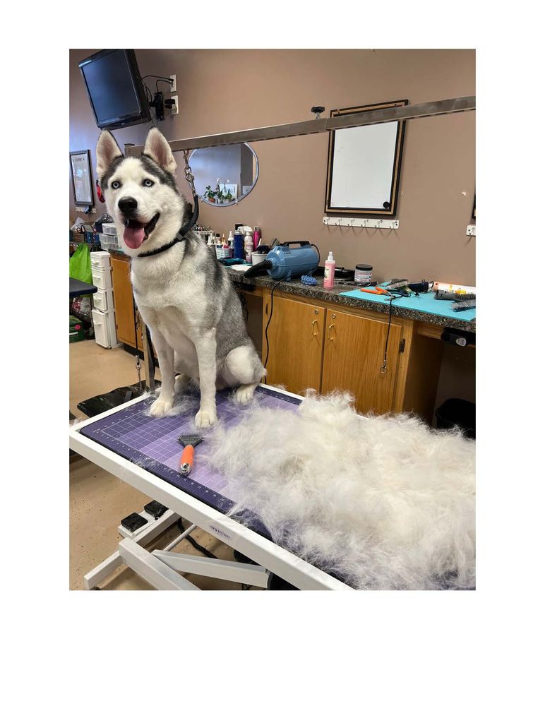 Lovely Pet Salon