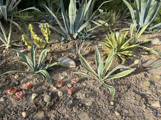 Halifax Public Gardens by null