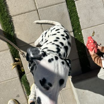 Puppy prom - Pet Groomers Near Me - Los Angeles, California Puppy prom - Pet Groomers Near Me - Los Angeles, California