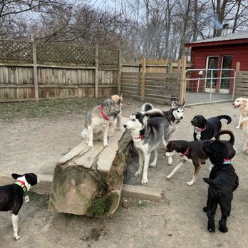 Glencadia Dog Camp - Pet Boarding Near Me - New York, New York Glencadia Dog Camp - Pet Boarding Near Me - New York, New York