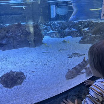 Discovery Cube Orange County - Aquatic animals - Children's Museums Near Me - Santa Ana, California