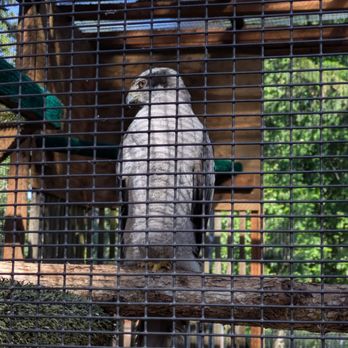 Cascades Raptor Center - Zoos Near Me - Eugene, Oregon