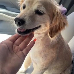 Dog grooming