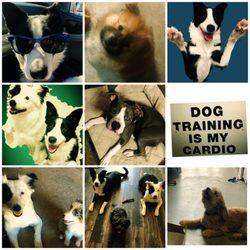 best dog behaviorist