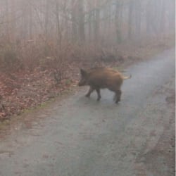 Wildpark Diedrichsburg