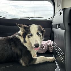 Greenville County Animal Care