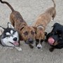 Photo of The FURlough Dog Daycare and Pet Resort