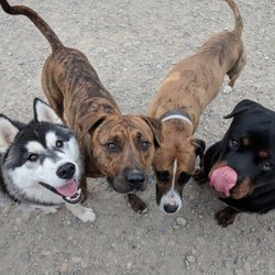 The FURlough Dog Daycare and Pet Resort - Come play with us in doggy daycare!