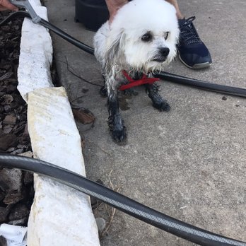 Angelic Pet Services - Pet Groomers Near Me - Burleson, Texas Angelic Pet Services - Pet Groomers Near Me - Burleson, Texas