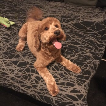 Puff & Fluff Grooming - Uptown - Pet Groomers Near Me - Phoenix, Arizona