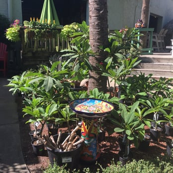 Tom's Thumb by Cornelius Nursery - Cute lil place! - Nurseries & Gardening Near Me - Galveston, Texas Tom's Thumb by Cornelius Nursery - Cute lil place! - Nurseries & Gardening Near Me - Galveston, Texas