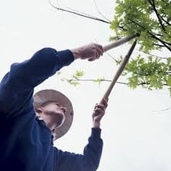 Bushman Kent Tree Service - Tree Services Near Me - Kent, Washington Bushman Kent Tree Service - Tree Services Near Me - Kent, Washington