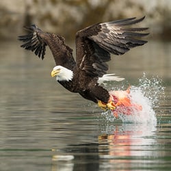 Alaska Good Time Charters - Extraordinary wildlife viewing! | Alaska Good Time Charters