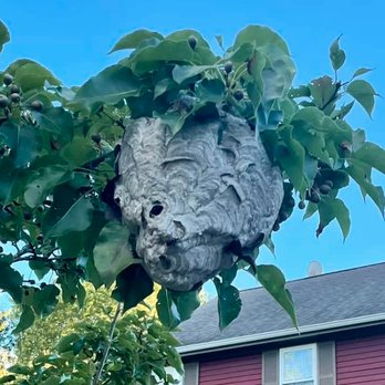 Metcalfe Pest Control - Pest Control Near Me