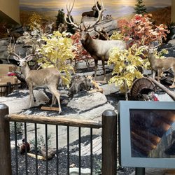 Cabela's - Outdoor display