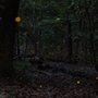 Congaree Firefly Trail