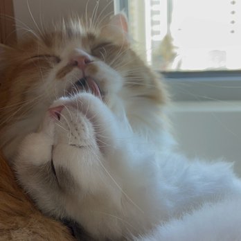 AdorableDolls Ragdolls - Pet Breeders Near Me AdorableDolls Ragdolls - Pet Breeders Near Me