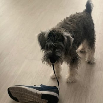 Fernweh Miniature Schnauzers - Everything is a toy! I'm surrounded by nothing but toys!! - Pet Breeders Near Me - Wawaka, Indiana Fernweh Miniature Schnauzers - Everything is a toy! I'm surrounded by nothing but toys!! - Pet Breeders Near Me - Wawaka, Indiana