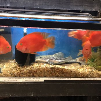 Major League Exotic Pets - Horrible place! Look at the size of the tank compared to the size AND amount of the fish! - Pet Stores Near Me - Howell Township, New Jersey
