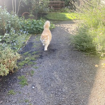 Willakenzie Animal Clinic - Sunny - Veterinarians Near Me - Eugene, Oregon Willakenzie Animal Clinic - Sunny - Veterinarians Near Me - Eugene, Oregon
