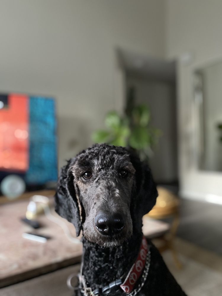 ALCALA COUNTRY PET RESORT Updated October 2024 45 Photos & 77