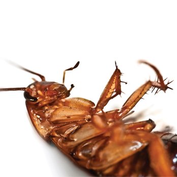 NuHEXA Modern pest Solutions - The American Roach typically lives outside on shrub beds or overgrowth and mulch. But do enter a structure quite often. - Pest Control Near Me - Orlando, Florida NuHEXA Modern pest Solutions - The American Roach typically lives outside on shrub beds or overgrowth and mulch. But do enter a structure quite often. - Pest Control Near Me - Orlando, Florida