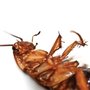 Photo of NuHEXA Modern pest Solutions
