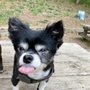 Photo of The Daily Dog Walker