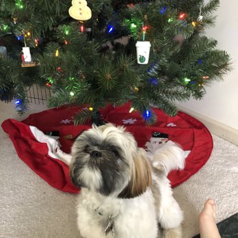 Petco - Before - Pet Training Near Me - Madison, Alabama
