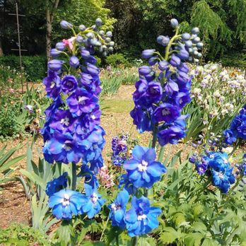 Schreiner's Iris Gardens - Gorgeous! - Nurseries & Gardening Near Me - Salem, Oregon Schreiner's Iris Gardens - Gorgeous! - Nurseries & Gardening Near Me - Salem, Oregon