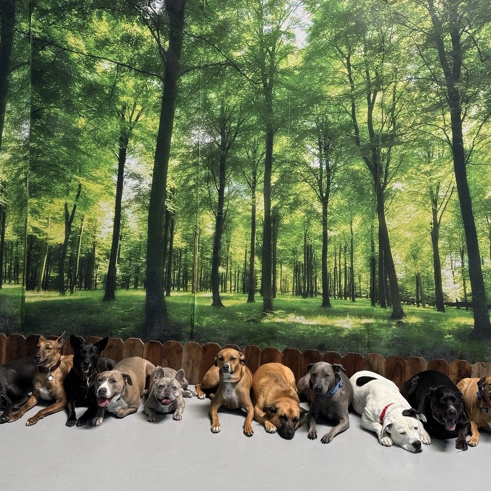 No Kill Animal Shelter Pittsburg, CA 94565 - Last Updated January 2026 -  Yelp