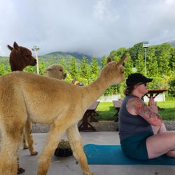 Winchester Creek Farm - Alpaca Yoga !