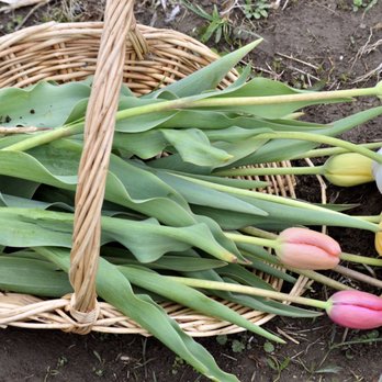 Wicked Tulips Flower Farm - U Pick - Pick Your Own Farms Near Me - Preston, Connecticut Wicked Tulips Flower Farm - U Pick - Pick Your Own Farms Near Me - Preston, Connecticut