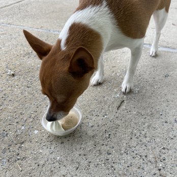 Jeremiah's Italian Ice - Pup Cup!!! - Desserts Near Me - Savannah, Georgia