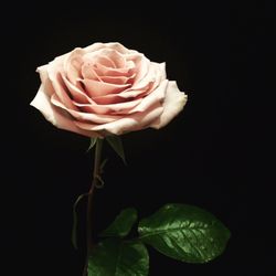 Aranjira Flower Shop