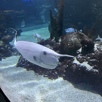 Aquarium Restaurant - Seafood Near Me - Nashville, Tennessee Aquarium Restaurant - Seafood Near Me - Nashville, Tennessee