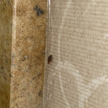 Hotel Executive Suites - Bed bugs - Hotels Near Me - Carteret, New Jersey Hotel Executive Suites - Bed bugs - Hotels Near Me - Carteret, New Jersey
