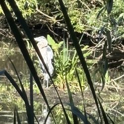 Hall's Pond Sanctuary - Herron