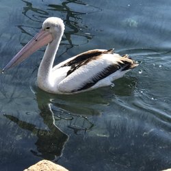 Bermagui Fishermen's Wharf - Watch the friendly locals swim past