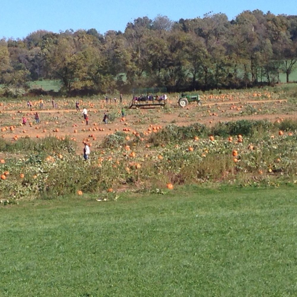 Jumbo's Pumpkin Patch - Pumpkin patch - Pumpkin Patches Near Me - Middletown, Maryland