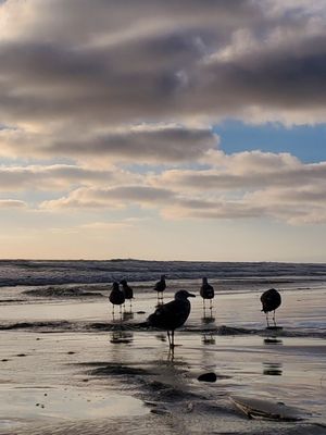Moonlight State Beach by null